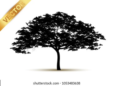 tree silhouette isolated on white background.