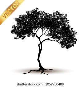 tree silhouette isolated on white background.