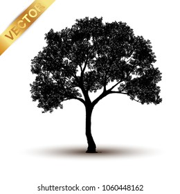 tree silhouette isolated on white background.