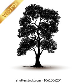 tree silhouette isolated on white background.