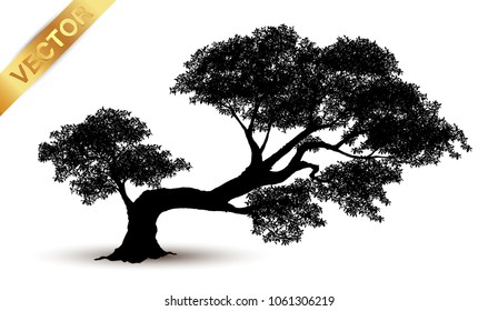 tree silhouette isolated on white background.