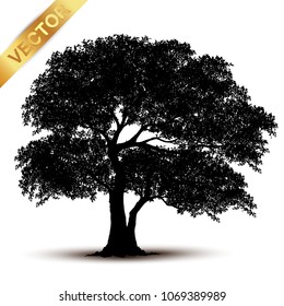 tree silhouette isolated on white background.
