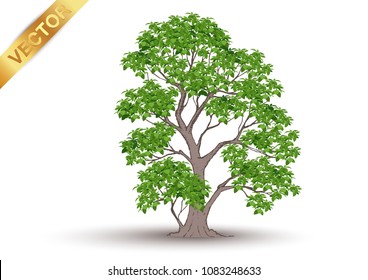 tree silhouette isolated on white background.