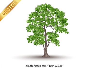 tree silhouette isolated on white background.