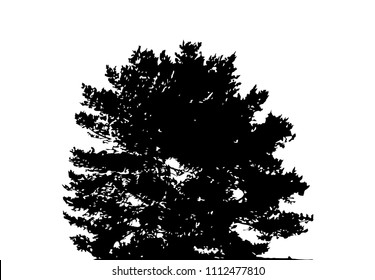 Tree Silhouette Isolated on White Backgorund. Vecrtor Illustration. EPS10
