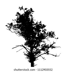 Tree Silhouette Isolated on White Backgorund. Vecrtor Illustration. EPS10