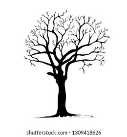 tree silhouette isolated on white background.