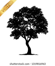 tree silhouette isolated on white background.