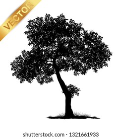 tree silhouette isolated on white background.