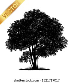 tree silhouette isolated on white background.