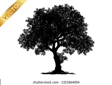 tree silhouette isolated on white background.