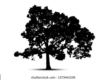 tree silhouette isolated on white background.