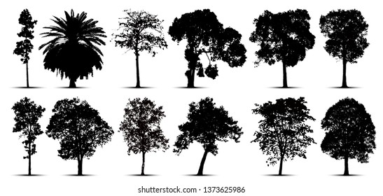 tree silhouette isolated on white background.