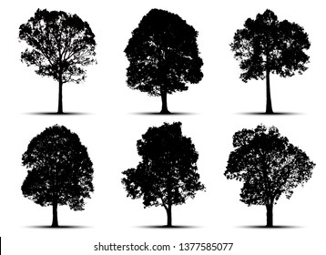 tree silhouette isolated on white background.
