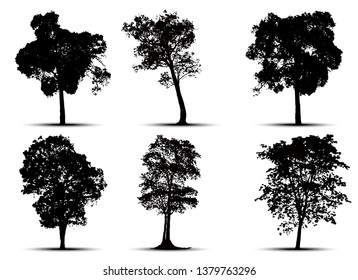 tree silhouette isolated on white background.