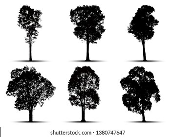 tree silhouette isolated on white background.