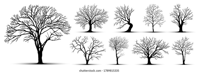 tree silhouette isolated on white background.