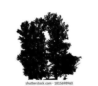 Tree Silhouette Isolated on White Backgorund. Vecrtor Illustration. EPS10