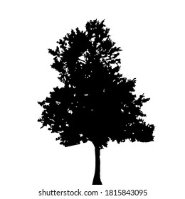 Tree Silhouette Isolated on White Backgorund. Vecrtor Illustration. EPS10