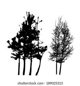 Tree Silhouette Isolated on White Backgorund. Vector Illustration
