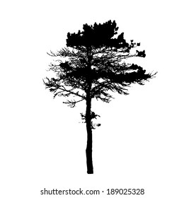 Tree Silhouette Isolated on White Backgorund. Vector Illustration