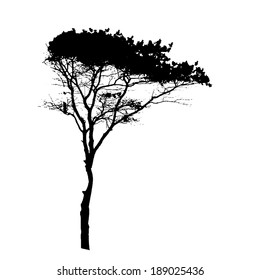 Tree Silhouette Isolated on White Backgorund. Vector Illustration
