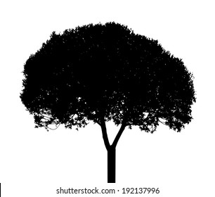 Tree Silhouette Isolated on White Backgorund. Vector Illustration