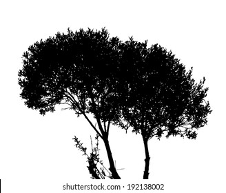 Tree Silhouette Isolated on White Backgorund. Vector Illustration