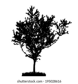 Tree Silhouette Isolated on White Backgorund. Vecrtor Illustration