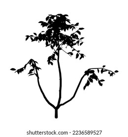 Tree silhouette isolated on white background. 3D. Vector illustration.