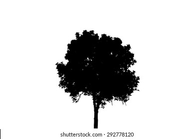 Tree Silhouette Isolated on White Backgorund. Vecrtor Illustration. EPS10