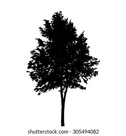 Tree silhouette Isolated on White Background. Vector Illustration. EPS10