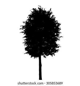 Tree silhouette Isolated on White Background. Vector Illustration. EPS10