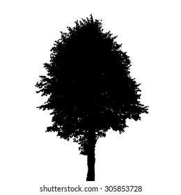 Tree silhouette Isolated on White Background. Vector Illustration. EPS10