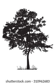 tree silhouette isolated on white background