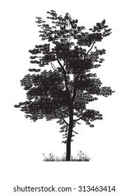 tree silhouette isolated on white background