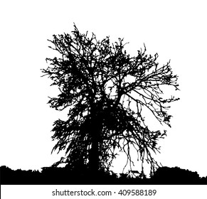 Tree Silhouette Isolated on White Background Vector Illustration. EPS10