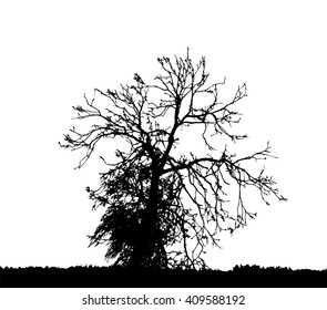 Tree Silhouette Isolated on White Background Vector Illustration. EPS10