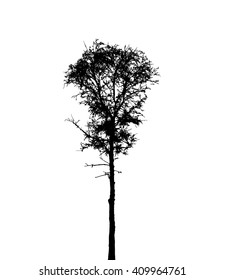 Tree Silhouette Isolated on White Backgorund. Vecrtor Illustration. EPS10