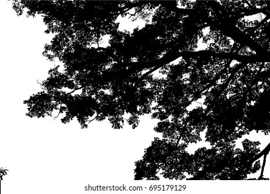 tree silhouette isolated on white background vector
