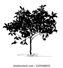 Tree silhouette a kumquat (Fortunella Swingle L.), the black vector image on a white background