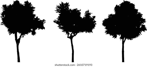 Tree Silhouette and Line Art Illustration