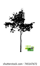 Tree silhouette object. maple. Vector