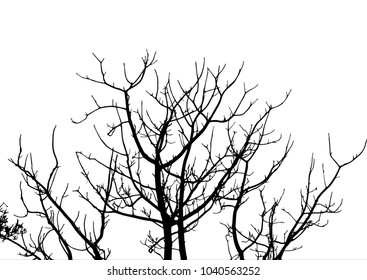 Tree silhouette on white background. Vector Illustration