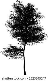 tree silhouette on a white background vector