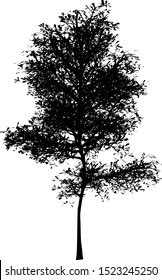 tree silhouette on a white background vector