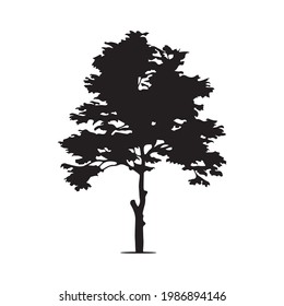 tree silhouette on white background