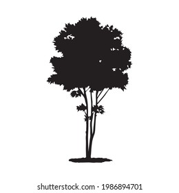tree silhouette on white background
