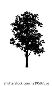 Tree silhouette on a white background. Vector