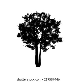 Tree silhouette on a white background. Vector